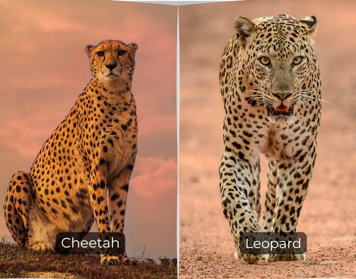 Side-by-side comparison of a cheetah and a leopard in the wild
