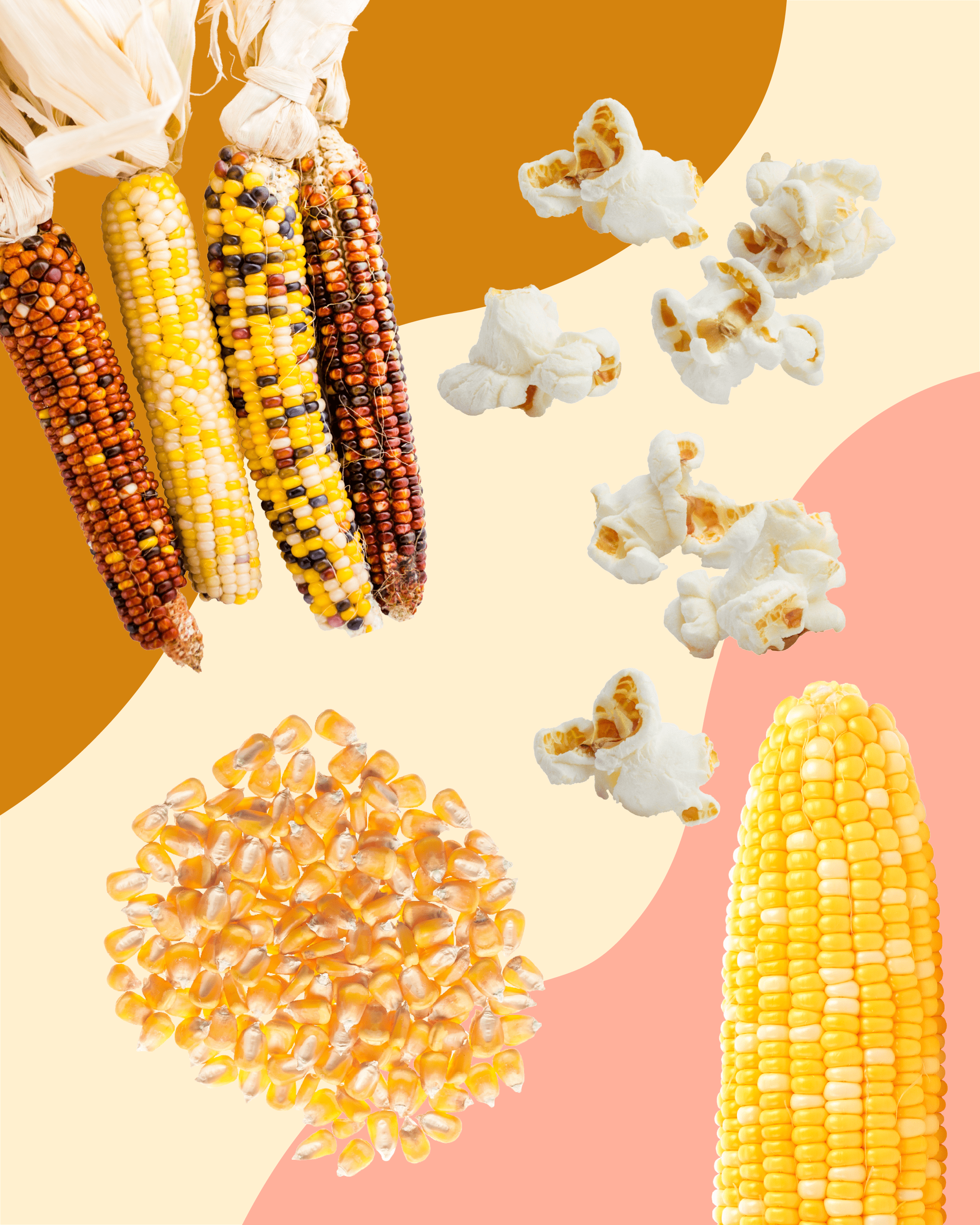 Side-by-side images of corn cobs and maize kernels in a field