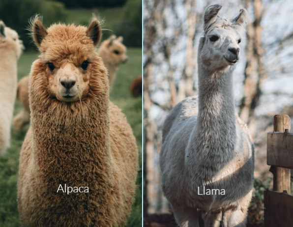 Side-by-side comparison of a llama and an alpaca in a pasture