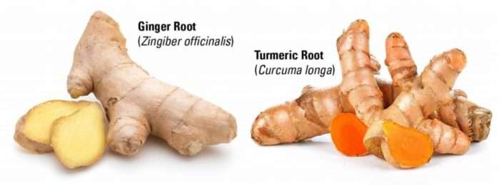 Side-by-side comparison of fresh ginger root and turmeric root