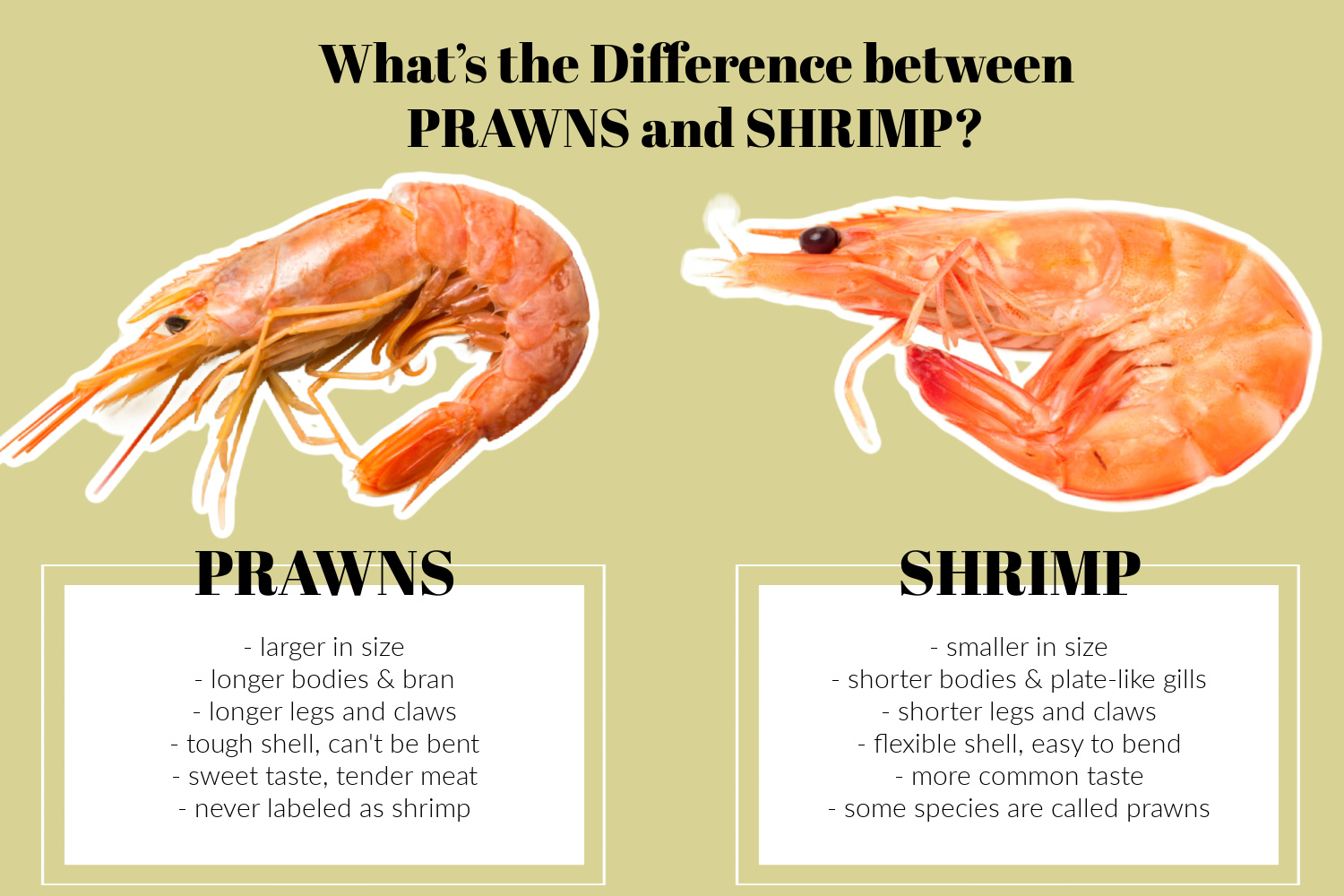 Side-by-side comparison of shrimp and prawn on a plate